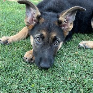 Meet your Posher, Idalis